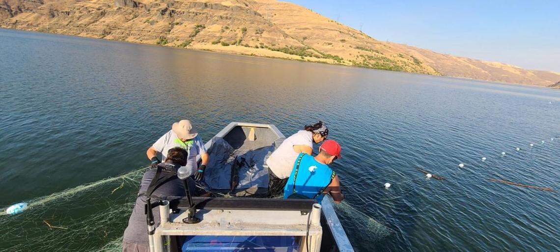 Nez Perce tribal fishers tend a gillnet on Lower Granite Reservoir. The tribe intends to use gill nets and drift nets on the Clearwater River this spring.