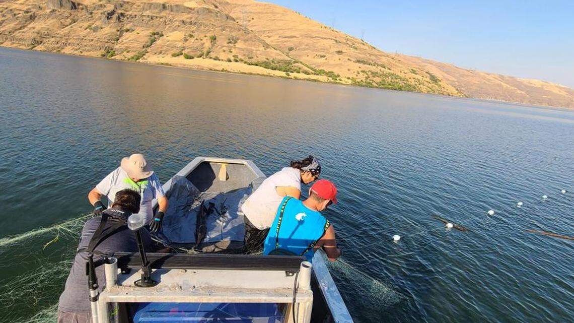 Nez Perce tribal fishers tend a gillnet on Lower Granite Reservoir. The tribe intends to use gill nets and drift nets on the Clearwater River this spring.
