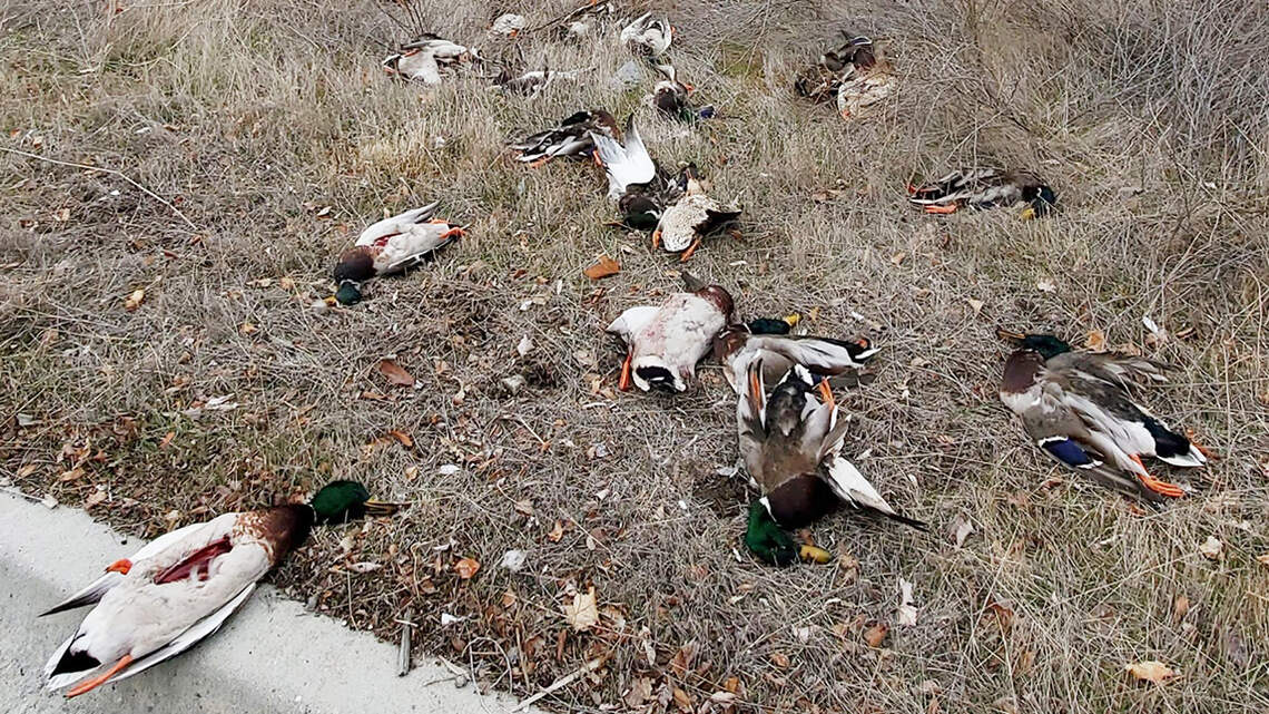 Two Boise State students charged with poaching after allegedly dumping duck carcasses