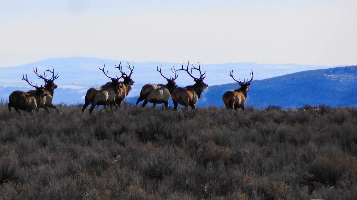In this December 2012 file photo, a herd of bull elk stands in sagebrush. A new report found that climate change and other human factors are affecting wildlife migration, potentially leading to population loss.