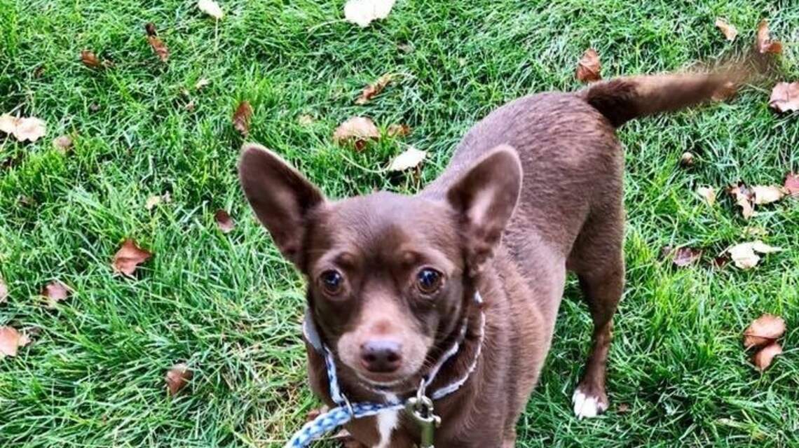 Meridian Pet of the Week: Roxy