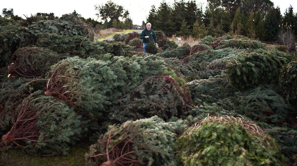 Keep your tree out of the dump with recycling options at Ada County Landfill and Kohlerlawn Cemetery.