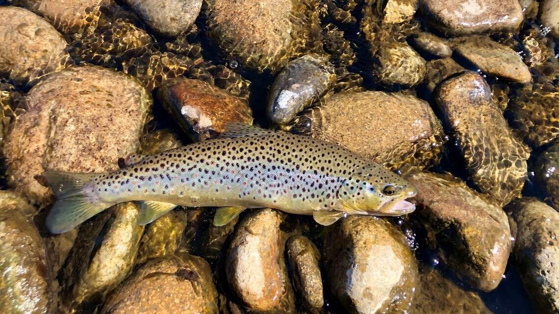 Give brown trout a boost on the Boise, Owyhee rivers this fall. Here’s how.