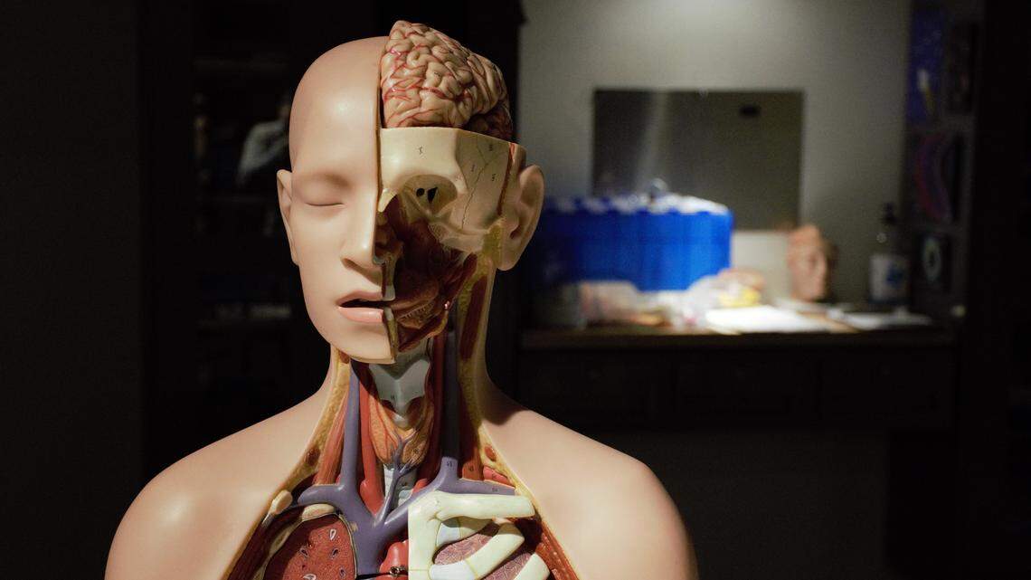 Out of respect for the bodies on display, the Discovery Center asks that no photos be taken of the specimens used in the “Bodies Human” exhibit. The display does include some artificial elements as well, such as this figure.
