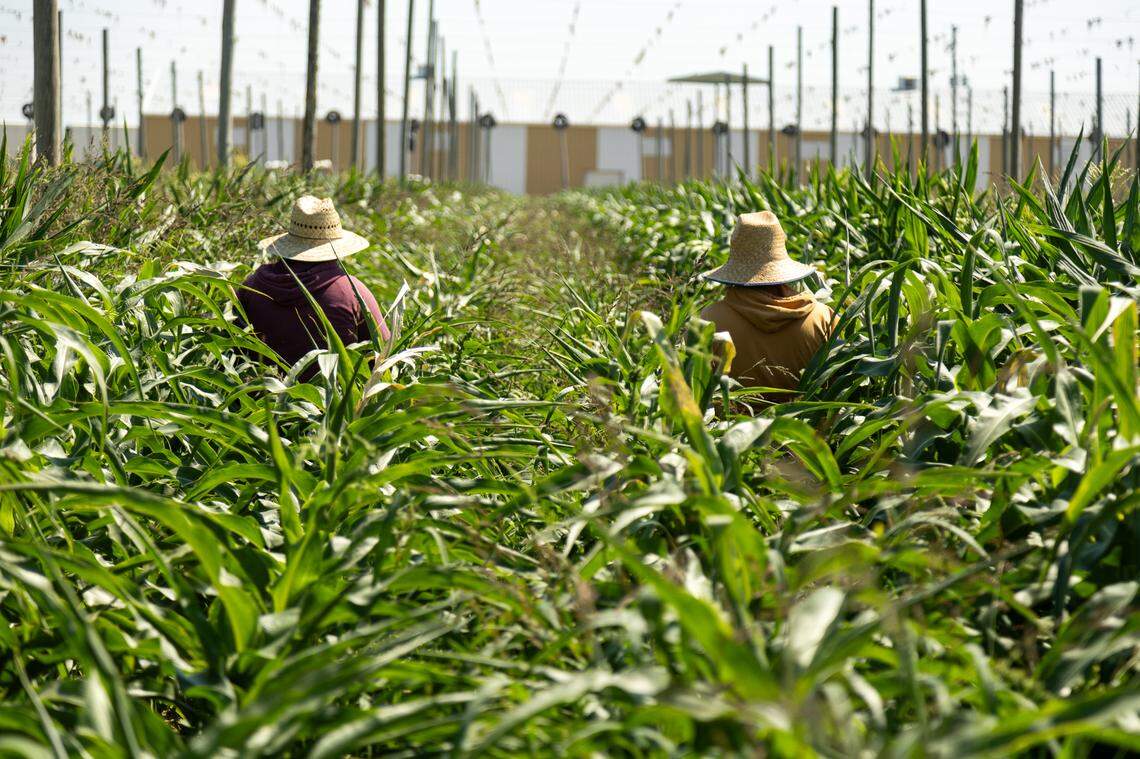 Two farmworkers walking down the lane of corn, taking off the tops of the plants to encourage growth