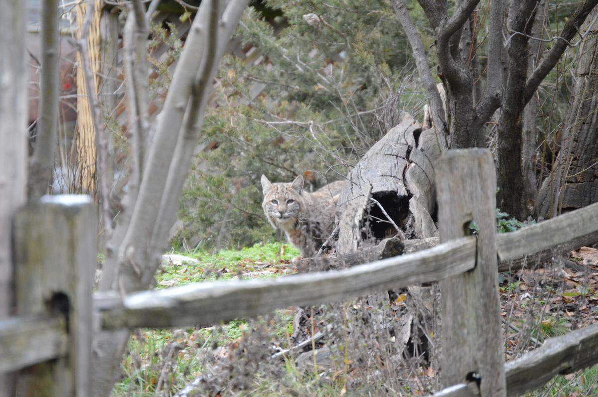 Idaho Fish and Game believe a bobcat is responsible for the dog’s death.