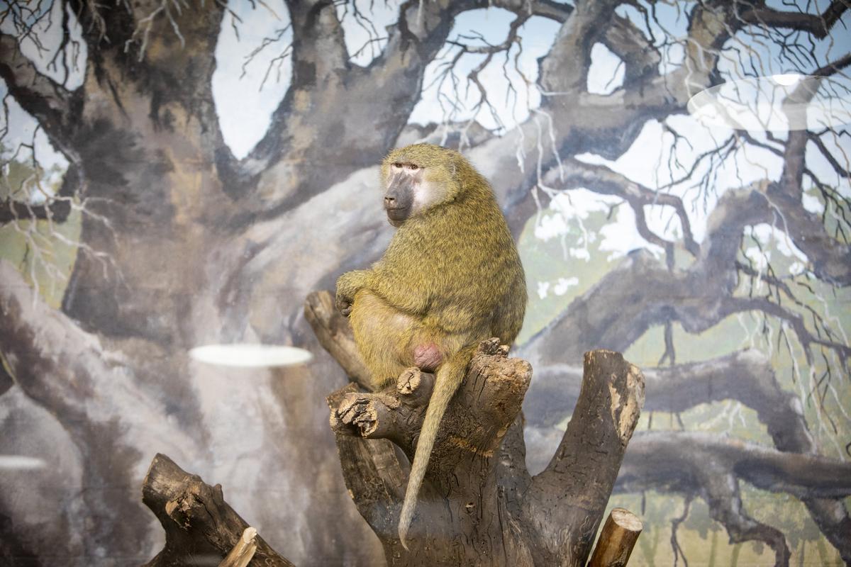 Olive baboon in the inside enclosure at Zoo Boise’s new Gorongosa National Park exhibit.