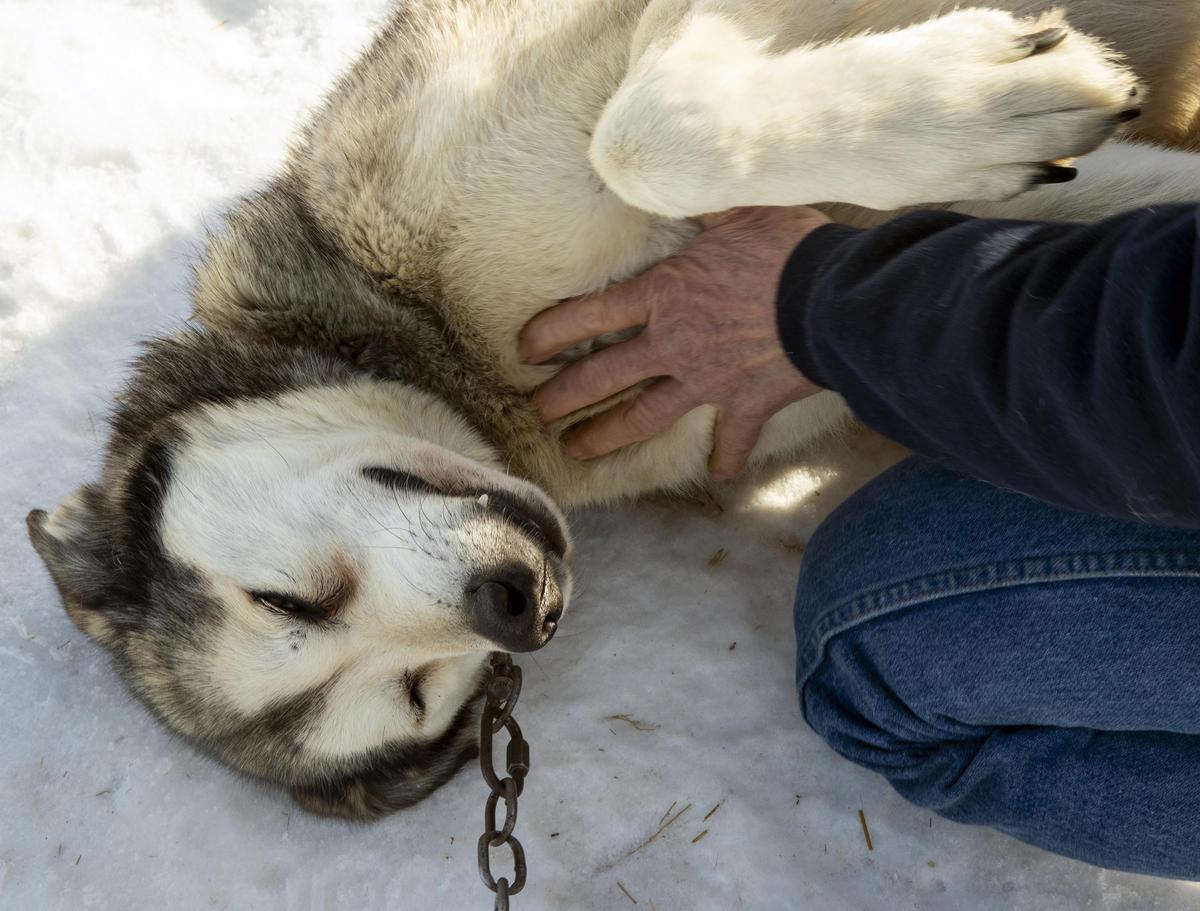Cobalt, an Alaskan husky, gets a massage from Laurie Warren as she checks on each of her sled dogs. Warren and her son Trevor, who live near Council, will be competing in the Idaho Sled Dog Challenge this week in McCall.