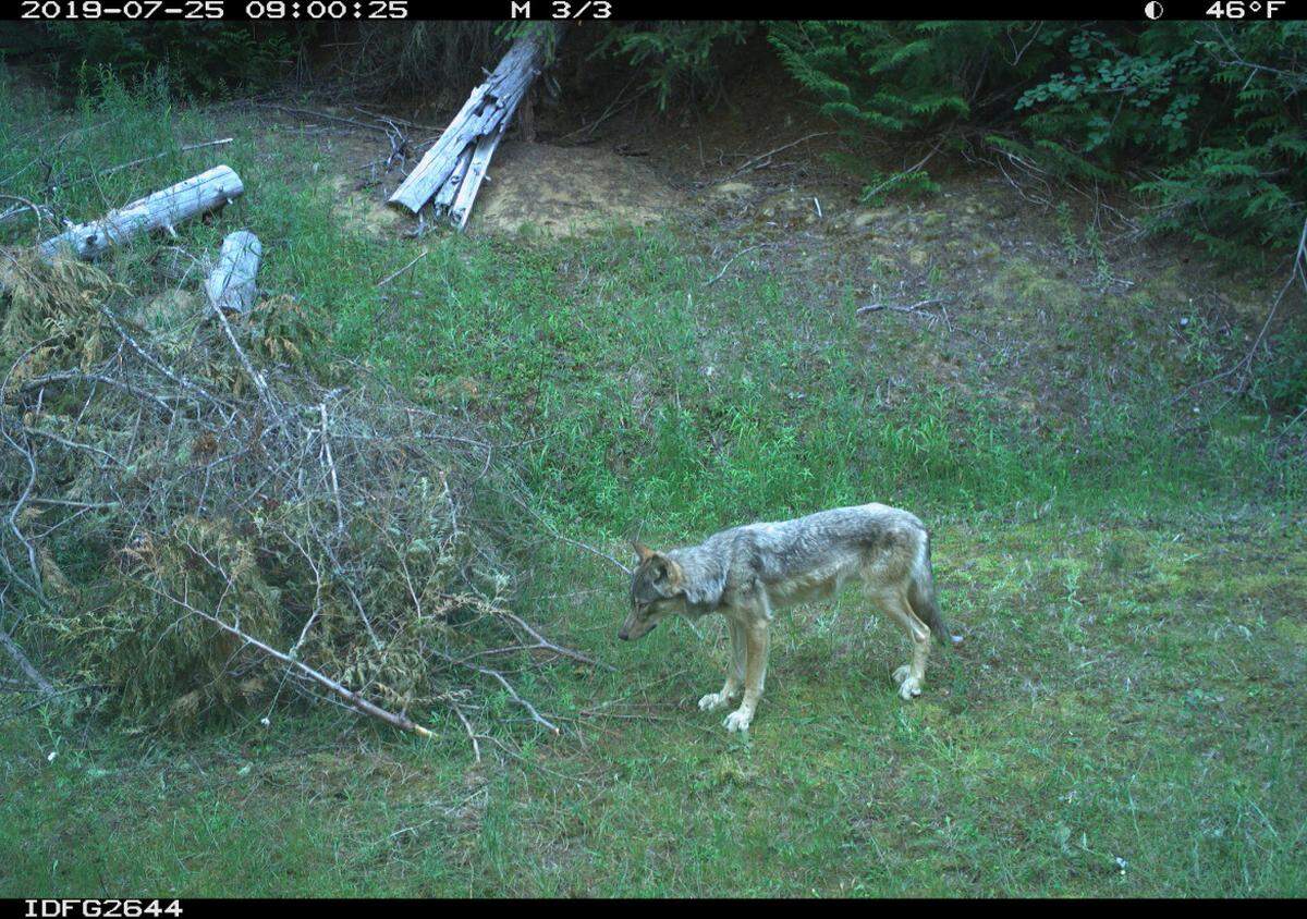 Idaho Department of Fish and Game captured this wolf on a game camera in July of 2019 during a population survey of the animals.