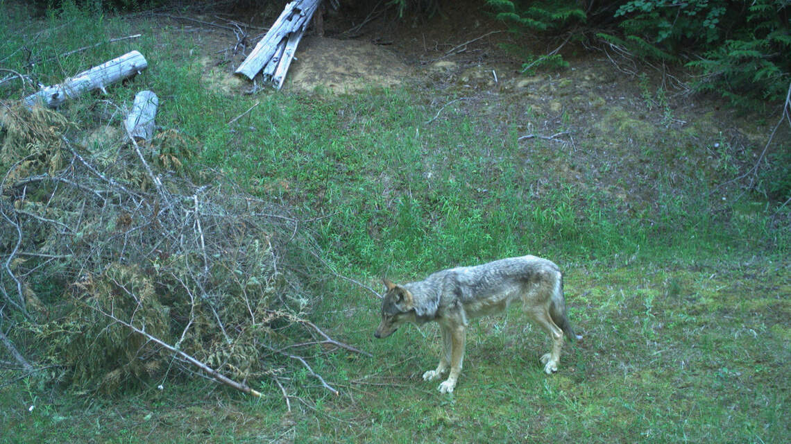 Idaho Fish and Game moves to create ‘wolf-free zones,’ expand hunting, trapping season
