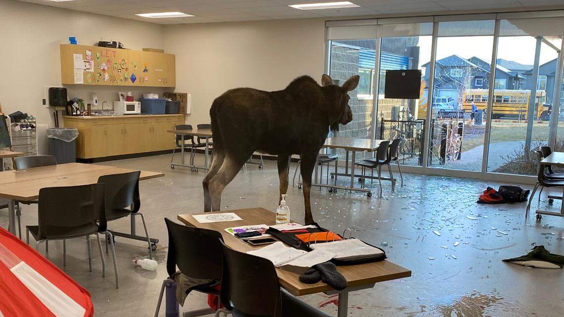 A moose crashed through a window in a classroom at a Canadian elementary school Nov. 4.