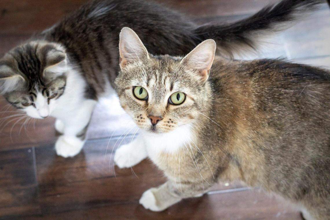 Muffin is still waiting for her forever home. She’s a very affectionate, feisty cat who prefer to live in a home without other pets, though she can get along with other cats and dogs. The Sundells are fostering Muffin for Fuzzy Pawz Rescue. Click this link for more info about Muffin or if you’re interested in adopting her: https://www.petfinder.com/cat/muffin-42481953/id/boise/fuzzy-pawz-rescue-id110/