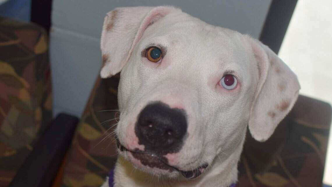 Canyon County Pet of the Week: Lani