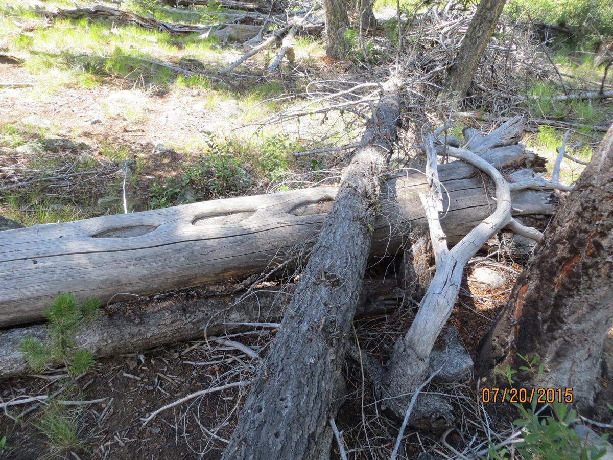 This 2015 photo shows three blazes on a fallen tree at the Three Blaze Trail and Red Top Trail junction near Chamberlain Basin. Historians are working with hikers to try to rediscover the Three Blaze Trail, which was a historic mining route in Idaho.
