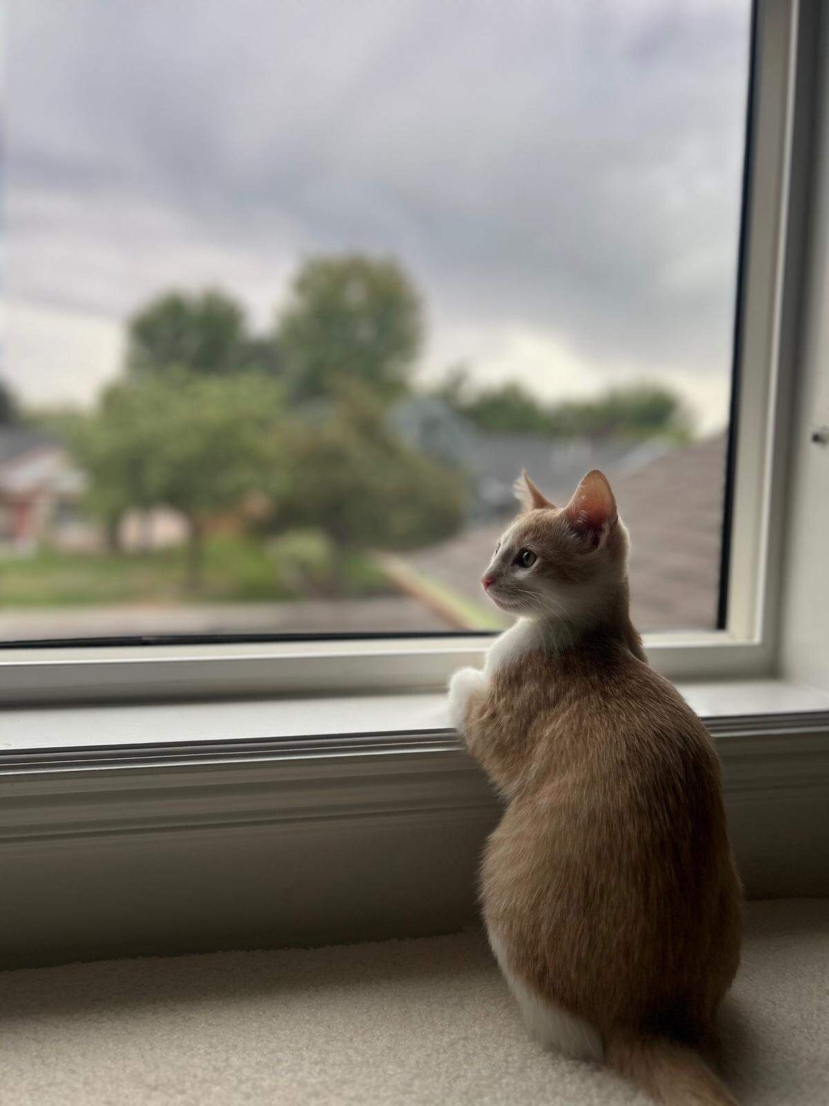 Idaho Statesman readers crowned Jib-jib, an orange tabby cat from Eagle, Idaho, the cutest cat in Treasure Valley in 2025.