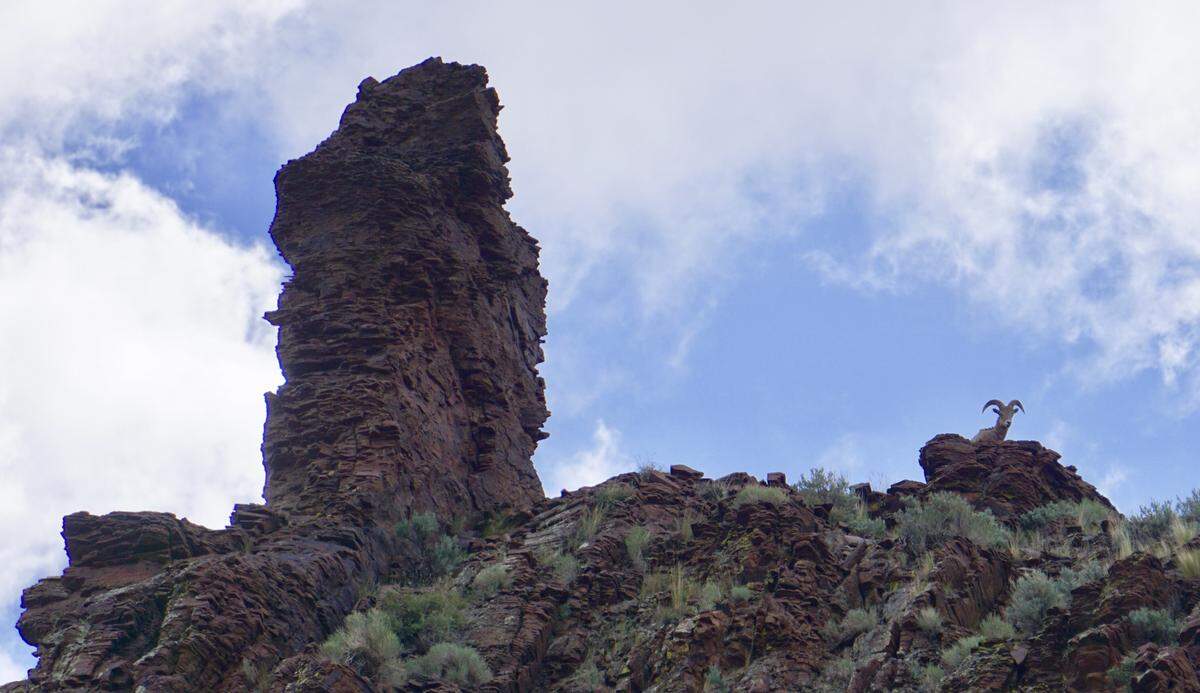 A California bighorn sheep lounges along the rim of Perjue Canyon in the Owyhees.