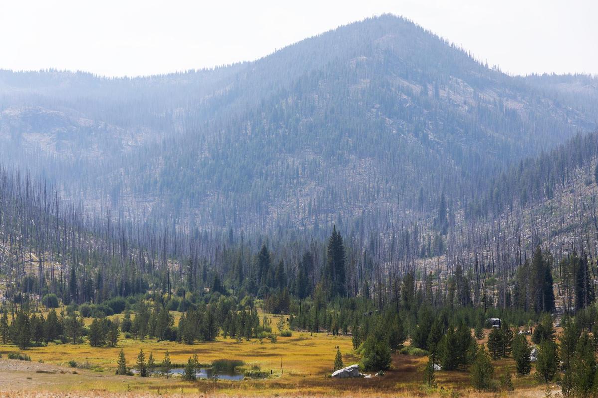 Meadow Creek, located in the southwestern portion of the proposed Stibnite Gold Project, would be buried beneath a 475-foot-tall tailings dam in the mining plan from Perpetua Resources.