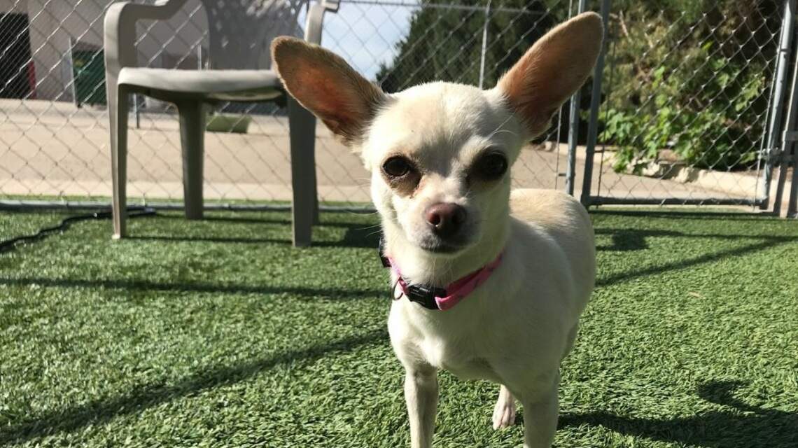 Meridian Pet of the Week: Mia