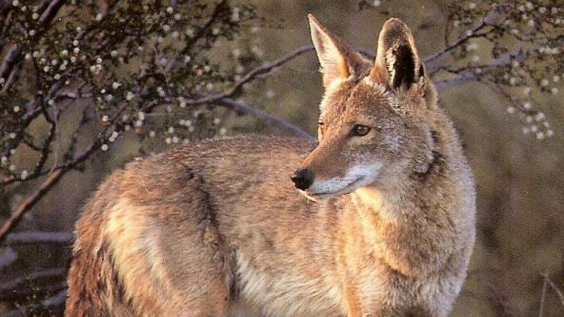 Human DNA was found on a coyote’s paws (not the one pictured here), linking it to a Thanksgiving day attack on a 4-year-old child in Colorado.