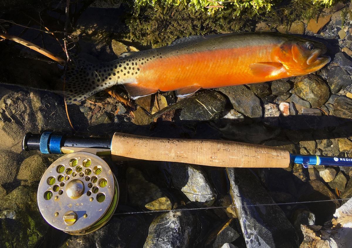 “It’s like finding Willy Wonka’s golden ticket,” Stephen Veals said about of the highligts of his 365-day fishing challenge. He hooked the elusive golden trout in Idaho’s backcountry and after a quick photo, Veals released the trout back to the stream.