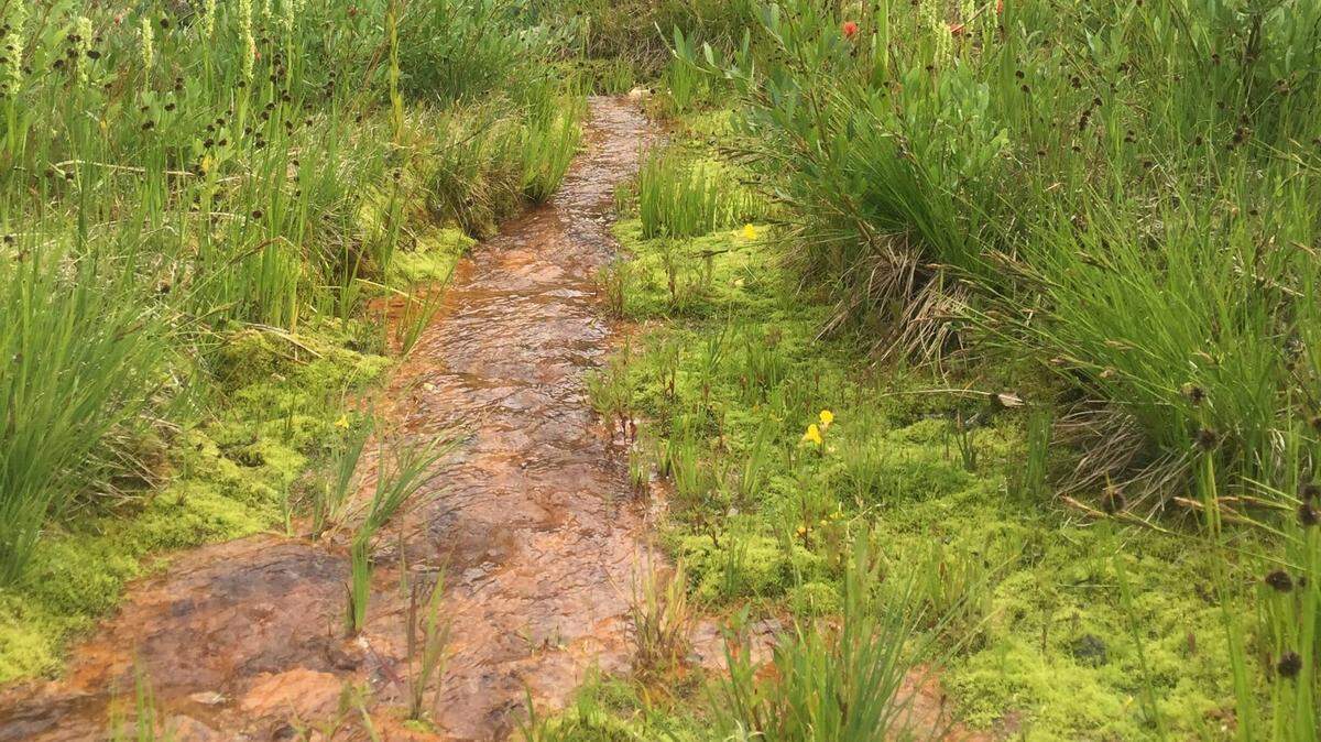 Water that has filtered through a tailings pile in Utah was contaminated with heavy metals. Lily Bosworth photo/courtesy of Trout Unlimited.