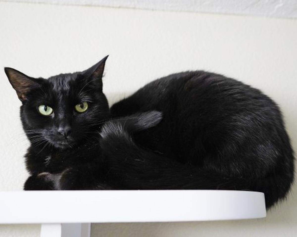 Marguerite the cat is available for adoption through Simply Cats.