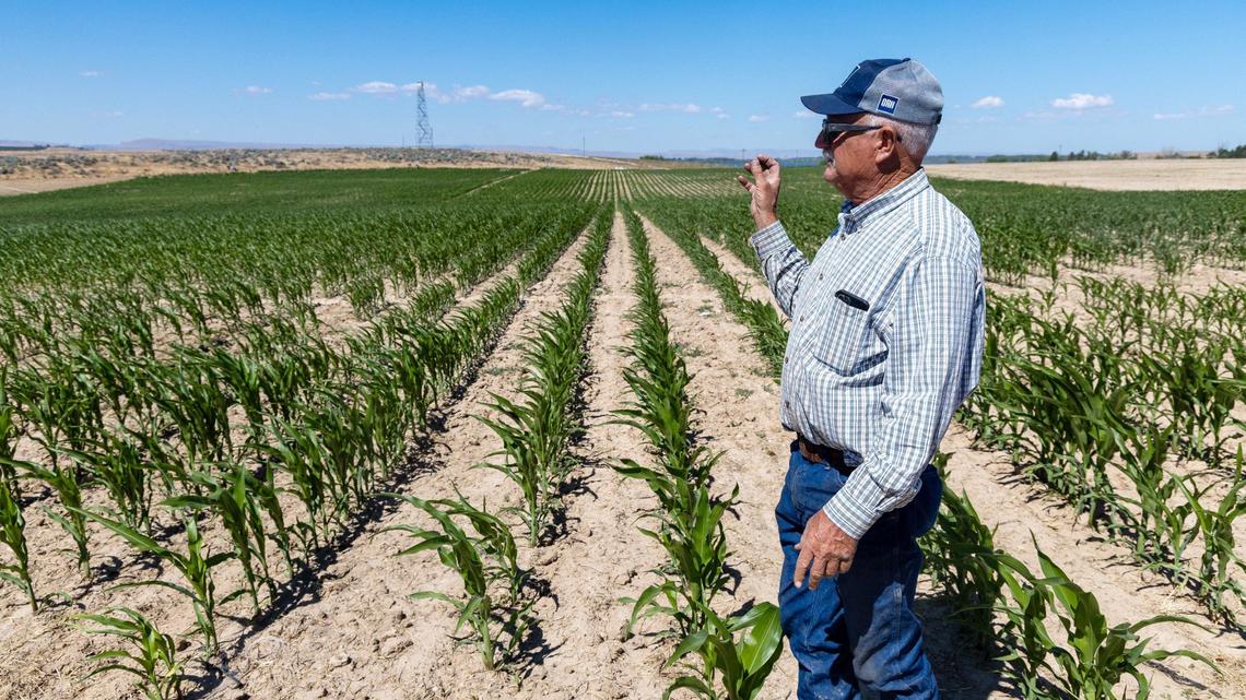 Matt Wissel of Wissel Farms stands in his corn field near Lake Lowell in Nampa. Wissel has seen new development in Nampa crowd out and replace existing farmland.
