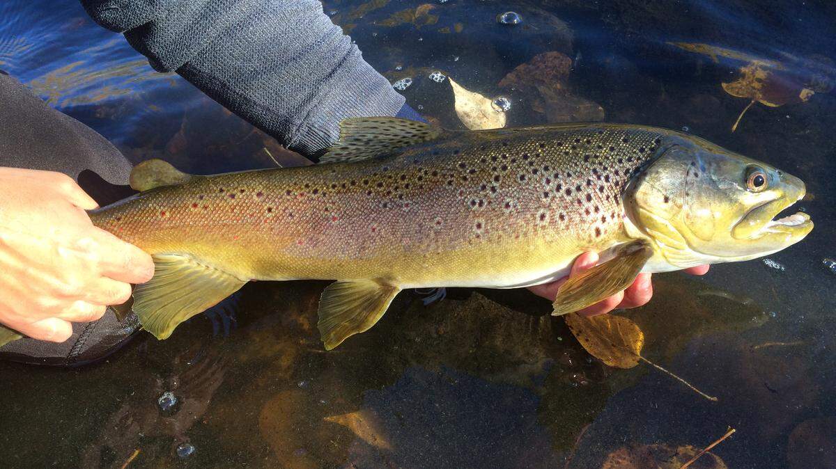 October is a great month for chasing big brown trout on the Boise and Owyhee rivers.