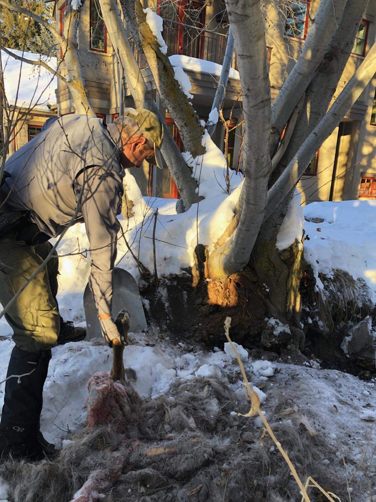 An Idaho Department of Fish and Game conservation officer removes a partially consumed elk carcass from a mountain lion day-bed outside of a Ketchum backyard. Officers had to haze the animal away from the town repeatedly.