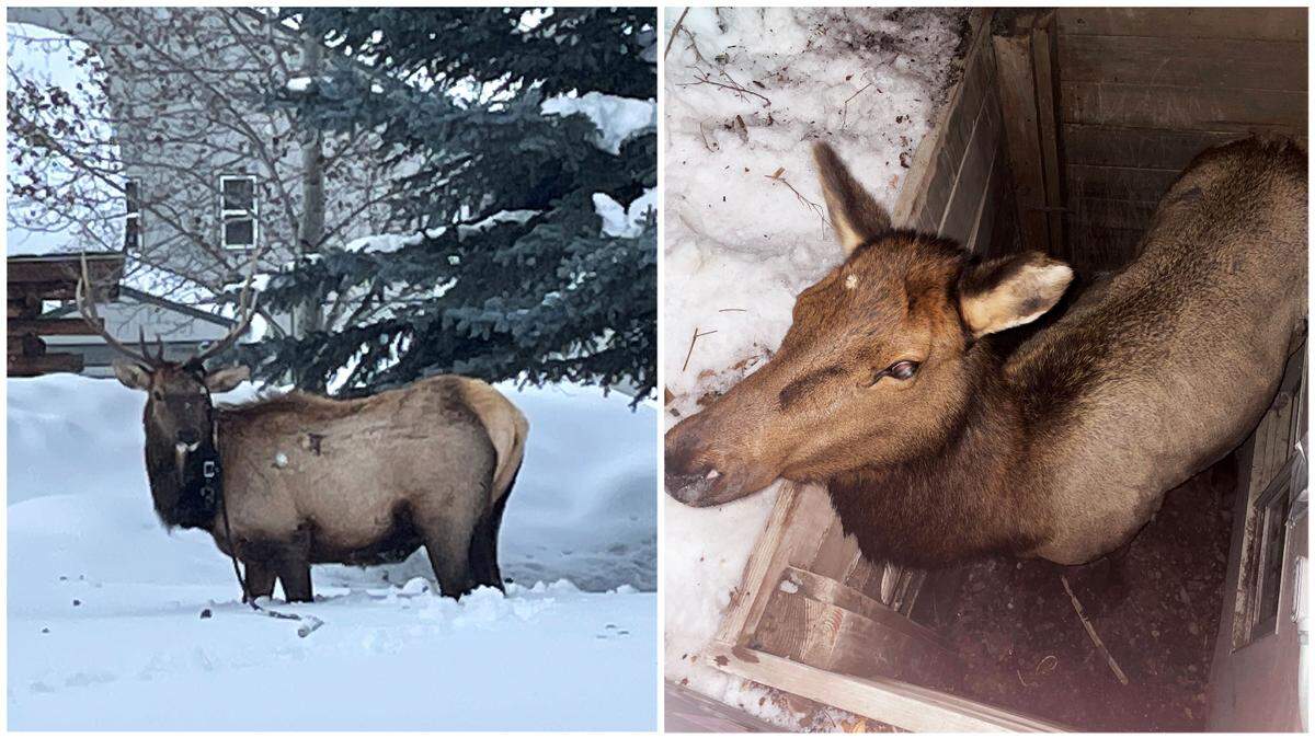The Idaho Department of Fish and Game is warning residents in Blaine County to “wildlife-proof” their homes after responding to multiple calls about elk stuck in household objects or window wells this month.