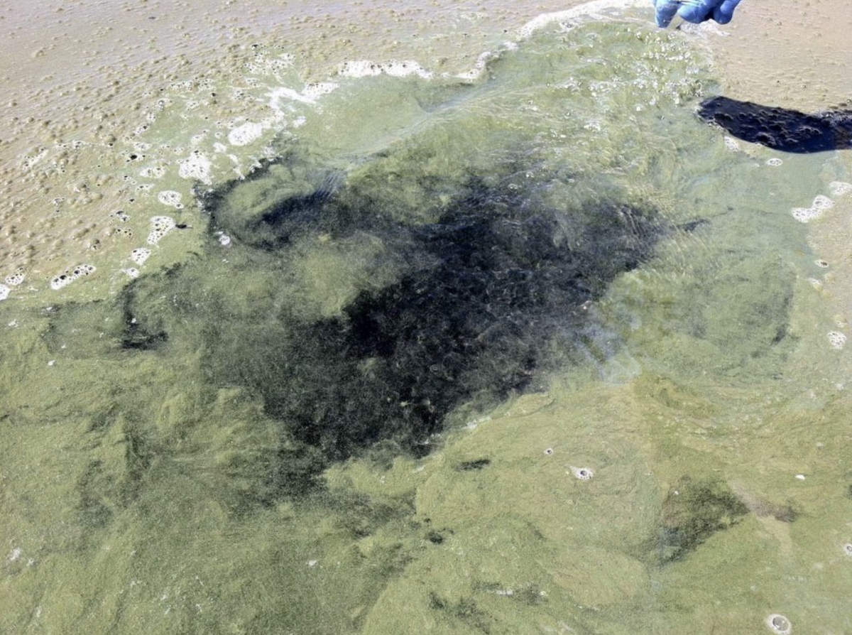 Blooms can vary in appearance, sometimes looking like mats, foam, or surface sum. Blooms can range in color from blue and bright green to brown and red. Some blooms produce a foul odor. Brownlee Reservoir, ID, August 2016