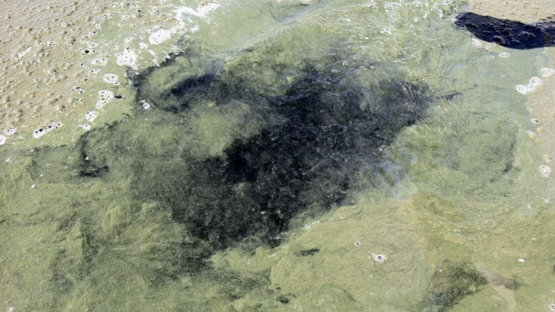 Blooms can vary in appearance, sometimes looking like mats, foam or surface scum. This bloom affected Brownlee Reservoir in August 2016.