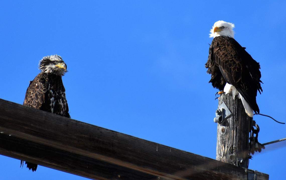 At least 20 bald eagles have been spotted at Bear Lake State Park over the past week.