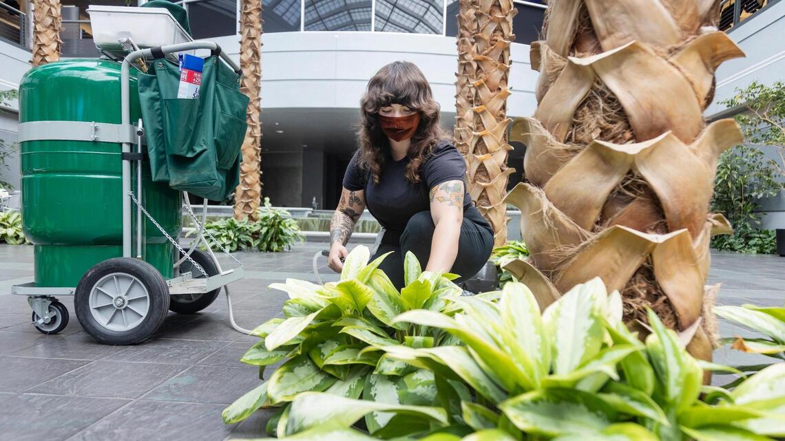 Who maintained the plants when COVID-19 closed offices? This longtime Boise business