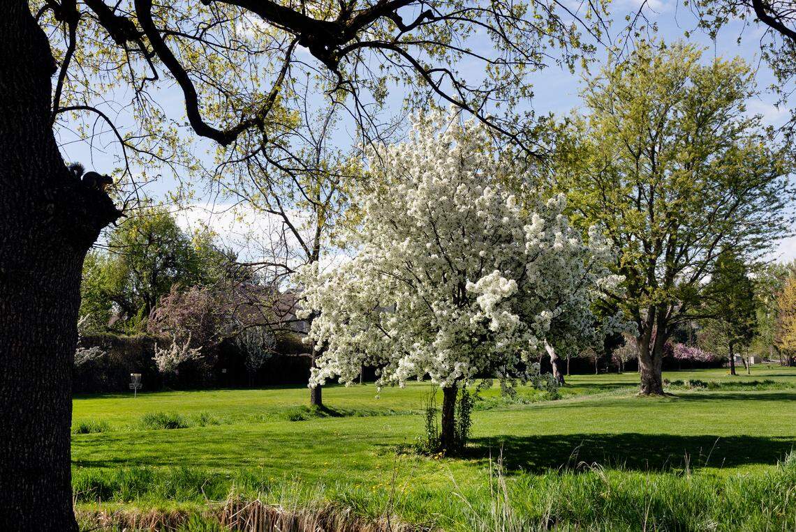 A tree comes alive with flower blooms at Ann Morrison Park in Boise.
