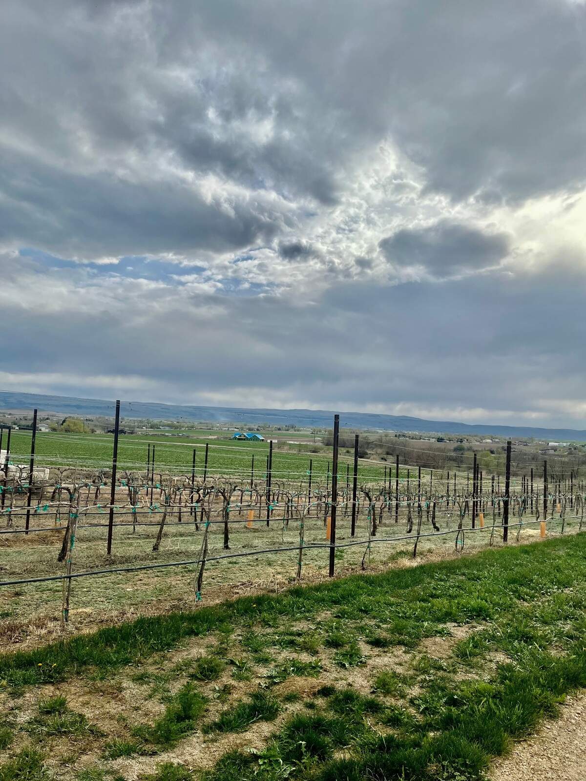 Vineyards at Kindred Vineyards on Caldwell’s Sunnyslope on April 20.