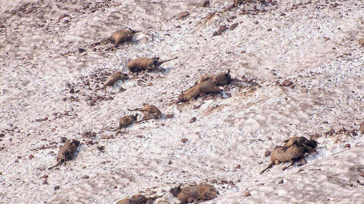 An undated photo showing the carcasses of elk revealed by melting snow at No Name Lake on Broken Top mountain peak near Bend, OR.  The Oregon Department of Fish and Wildlife believe they were killed by an avalanche.