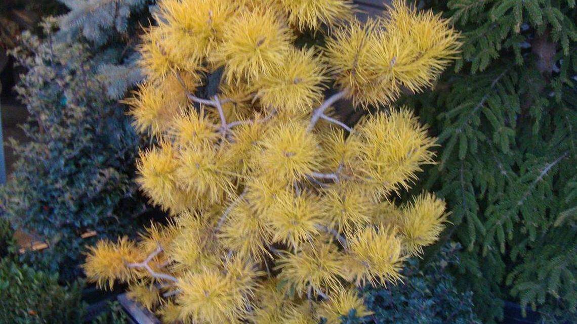Plenty of plants, trees can add splashes of color to your garden to fight drab winters