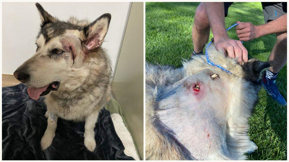 Suki, a 6-year-old Alaskan malamute, was shot and injured by a camper while on a backpacking trip with her owners, the Kolb family of Hailey, Idaho. The camper said he thought Suki was a wolf.