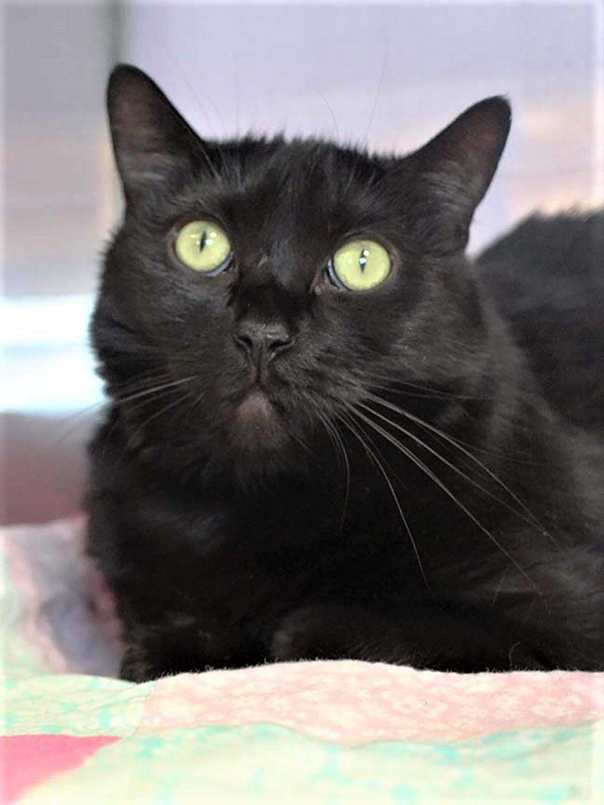 Octavia is available for adoption from the Idaho Humane Society.