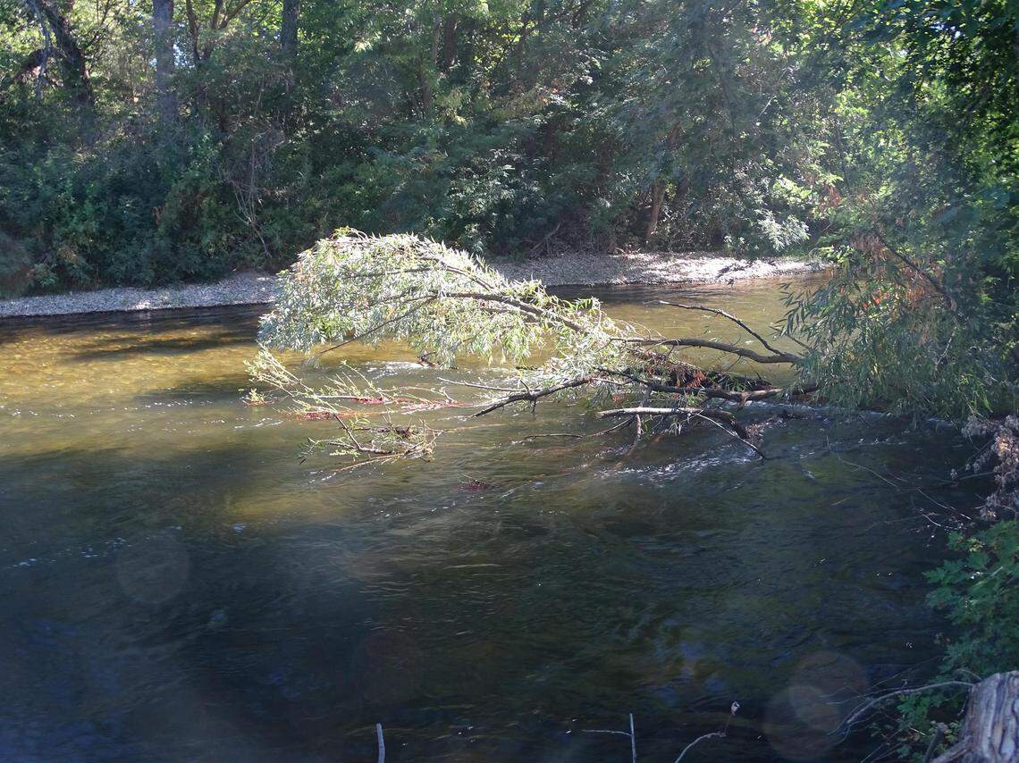 Downed trees in the Boise River present a serious hazard to floaters.