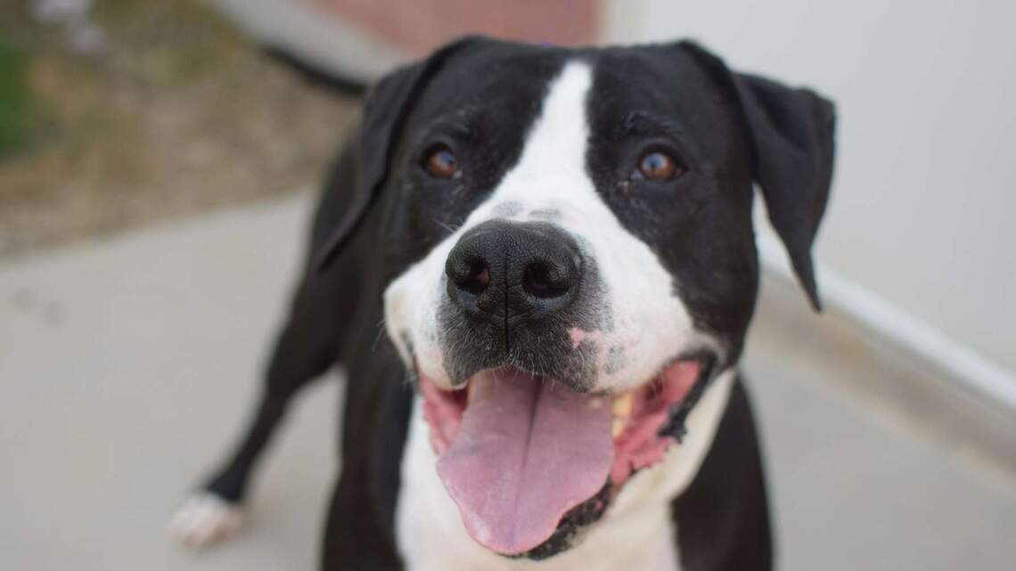 Canyon County Pet of the Week: Bentley