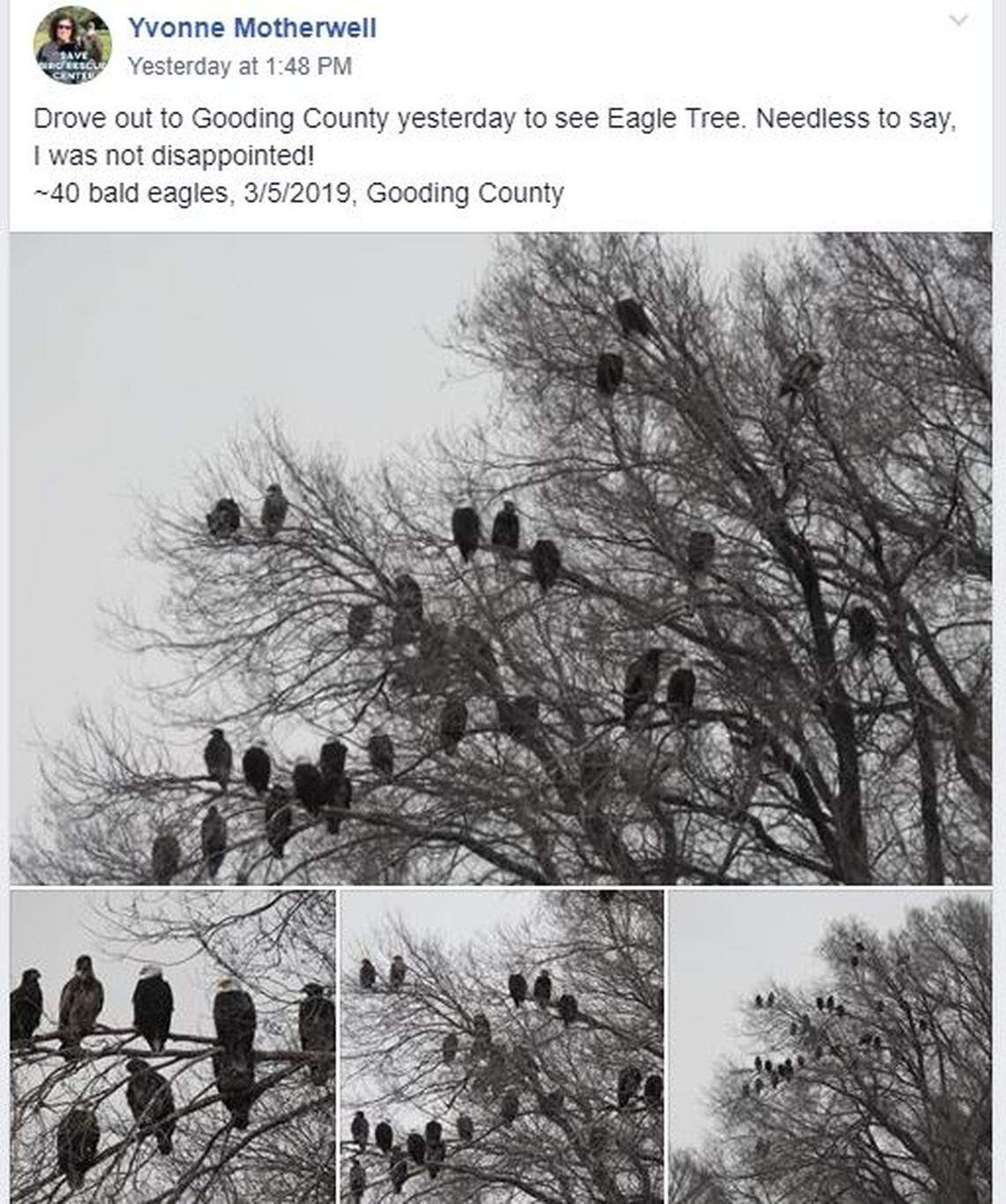 Yvonne Motherwell’s post about the Gooding County, Idaho, Eagle Tree gathered hundreds of shares on Facebook. Motherwell posted the photos in the Idaho Birding group.