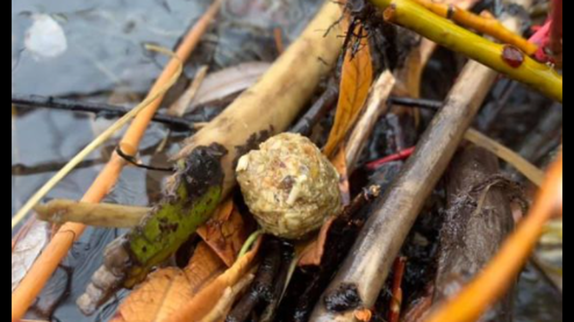 In case you ever wondered, this is what beaver poop looks like: “a mini sawdust snowball,” according to Montana wildlife officials. Discuss among yourselves