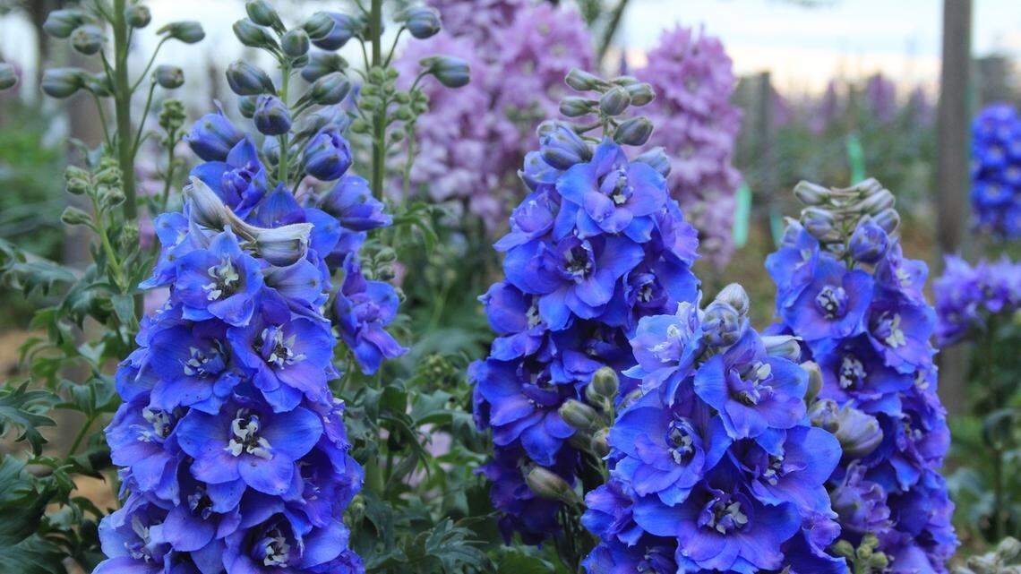 Tips for keeping plants and lawns happy during the dry days of August