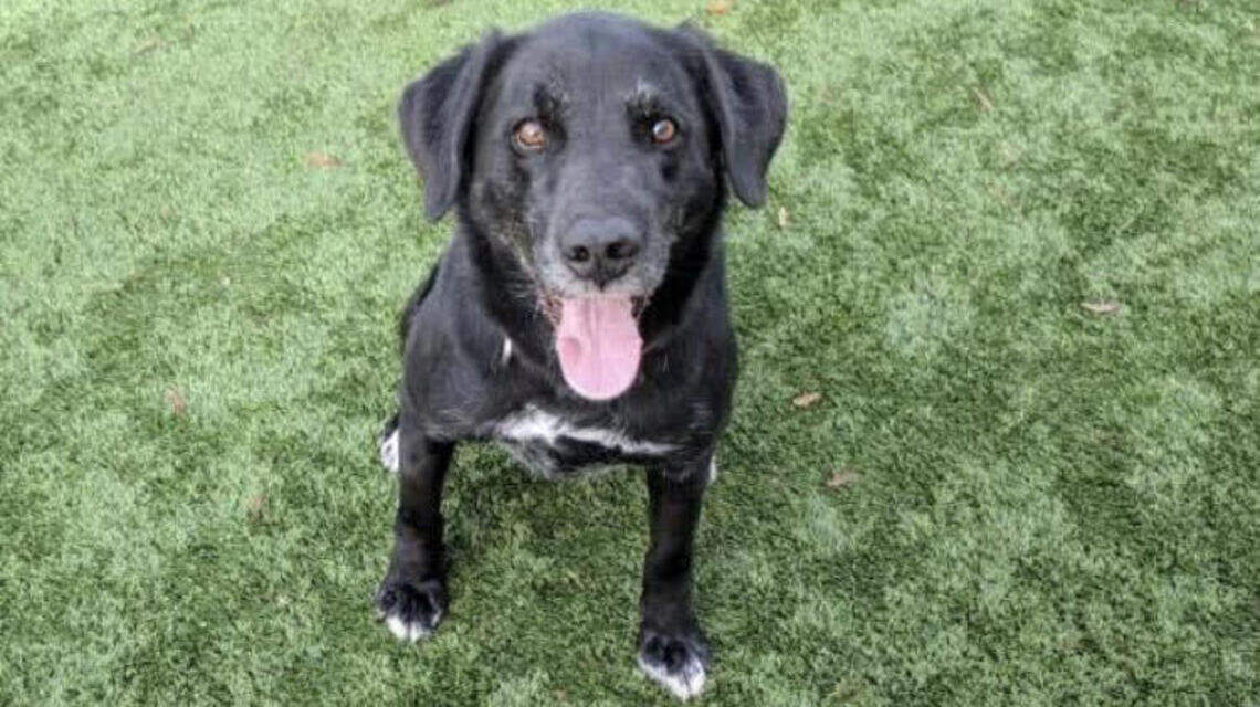 Meridian Pet of the Week: Charlie