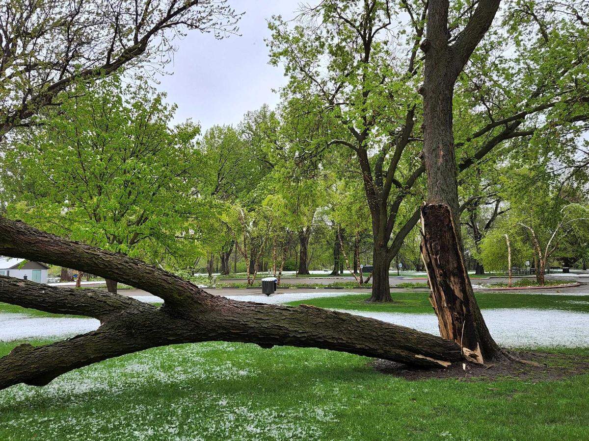 A tree along the Boise Greenbelt split in half from the snow that fell in the city on Monday.