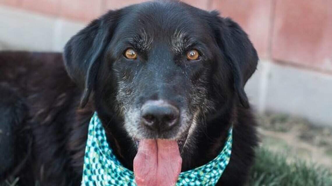 Canyon County Pets of the week: Marble & Jason