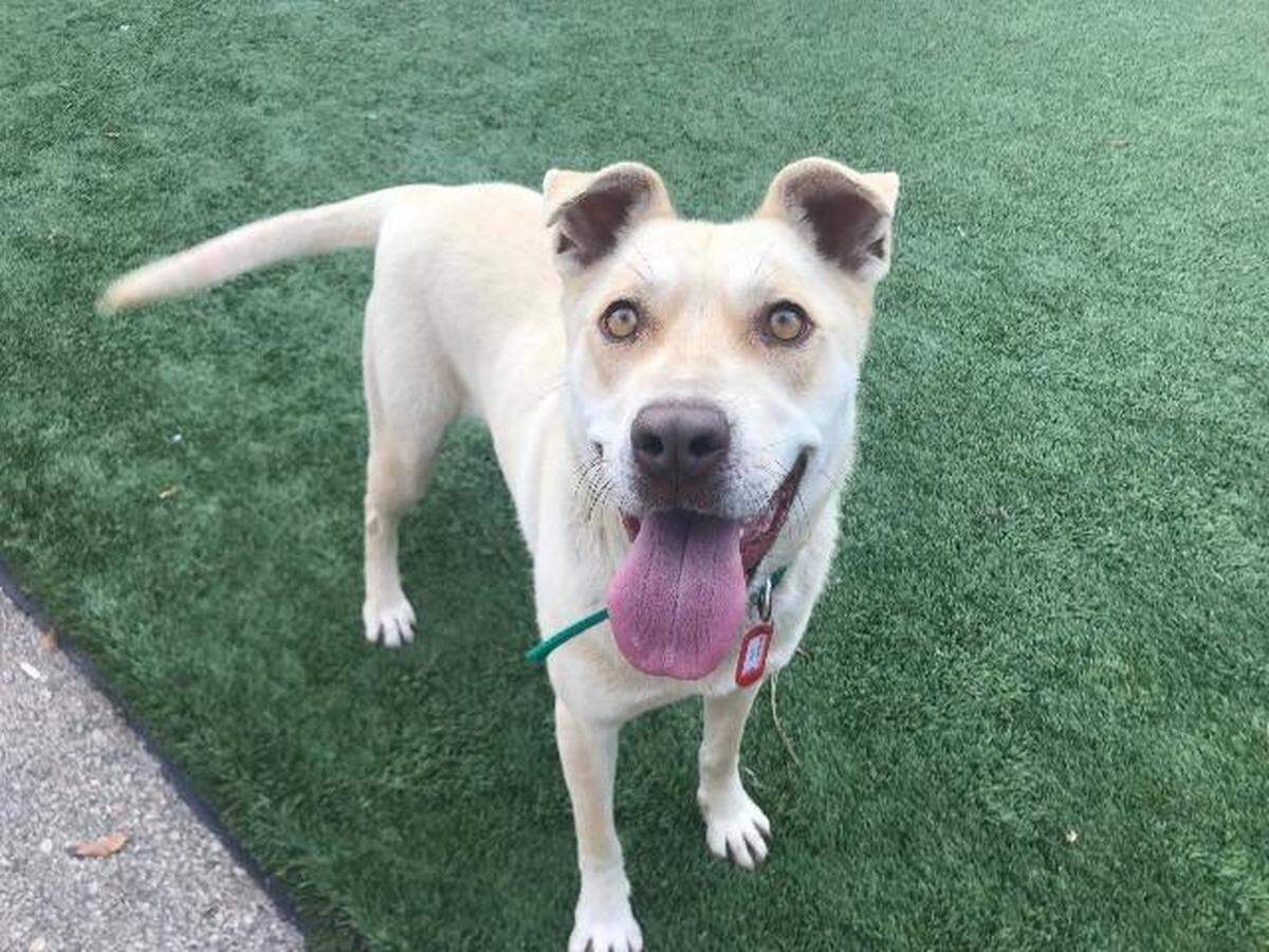 Misty the dog is available for adoptions from the Meridian Canine Rescue.