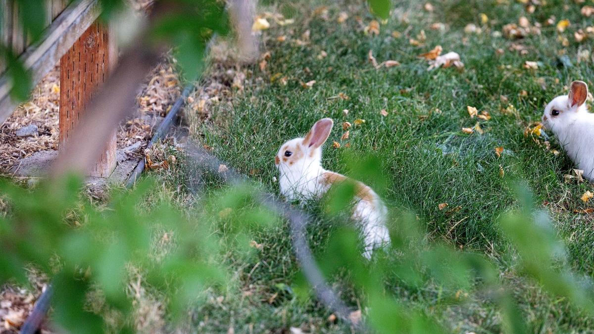 Two bunnies sit in a Bench yard. The Idaho Humane society can take in stray rabbits below 2 pounds, or spay/neuter larger rabbits for re-release.